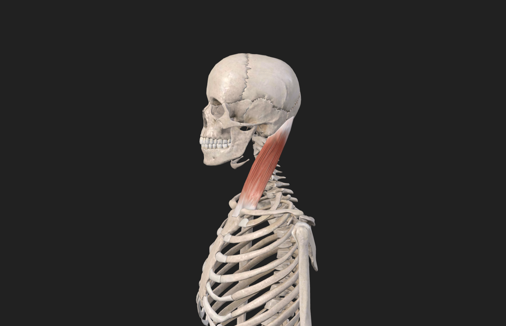image-20250318104815094